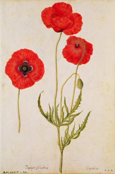 Papavar rhoeas, c.1568 by Jacques Le Moyne